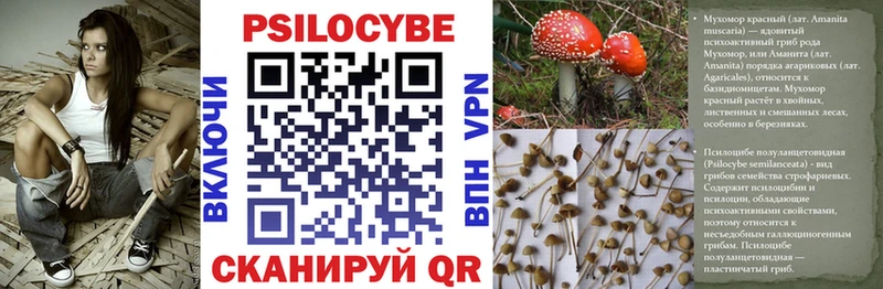 Купить  Новосокольники  Псилоцибиновые грибы Cubensis 
